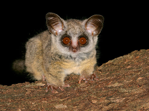 11 Nocturnal Animals To Look Out For On Night Safari In Africa
