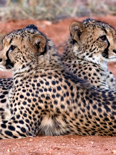 Patsy and the cheetahs of the Greater Makalali Private Nature Reserve