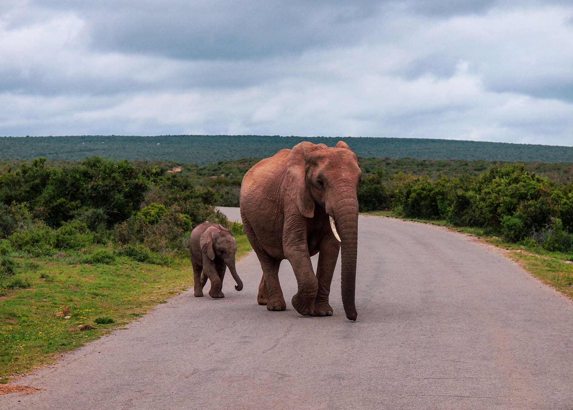 The 5 Best Places To See Elephants In Africa Wildest
