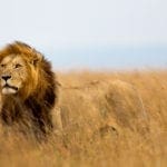The 6 Best Places To See Lions In Africa