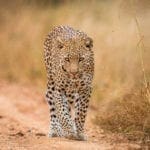 The 5 Best Places To See Leopards In Africa
