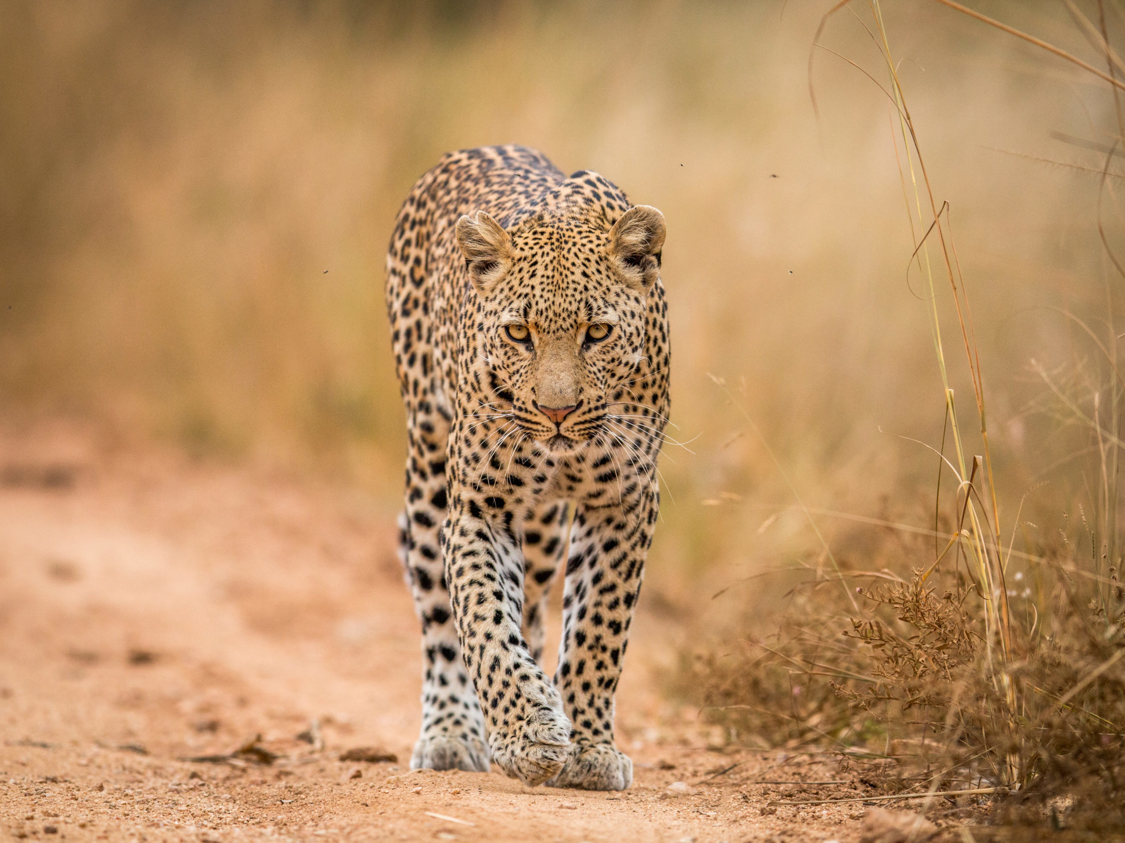 the best places to see leopards in Africa