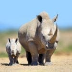 The 13 Most Iconic Animals In Africa and Where To Find Them
