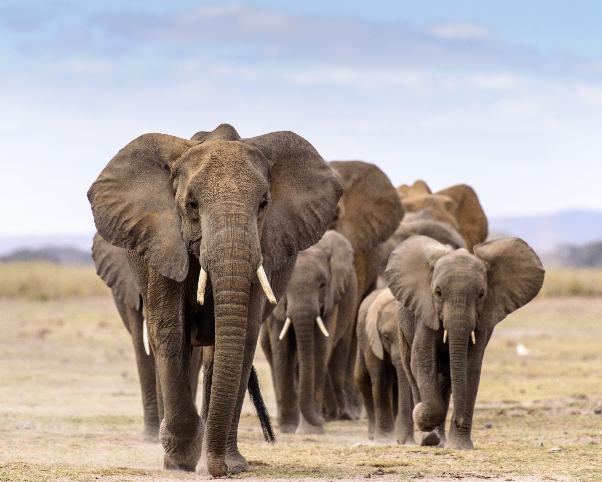 The Most Iconic Animals In Africa and Where To Find Them
