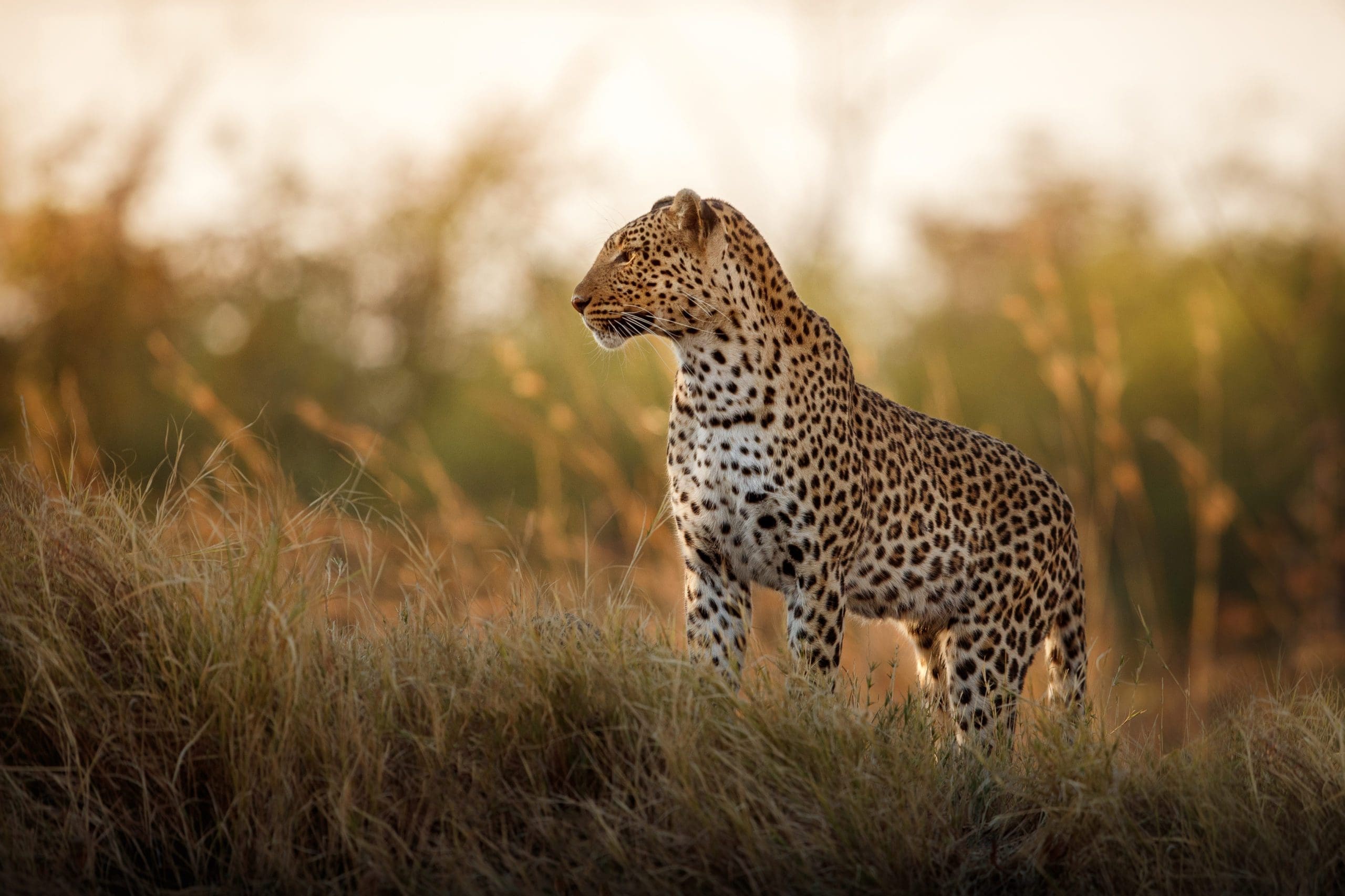 the best places to see leopards in Africa