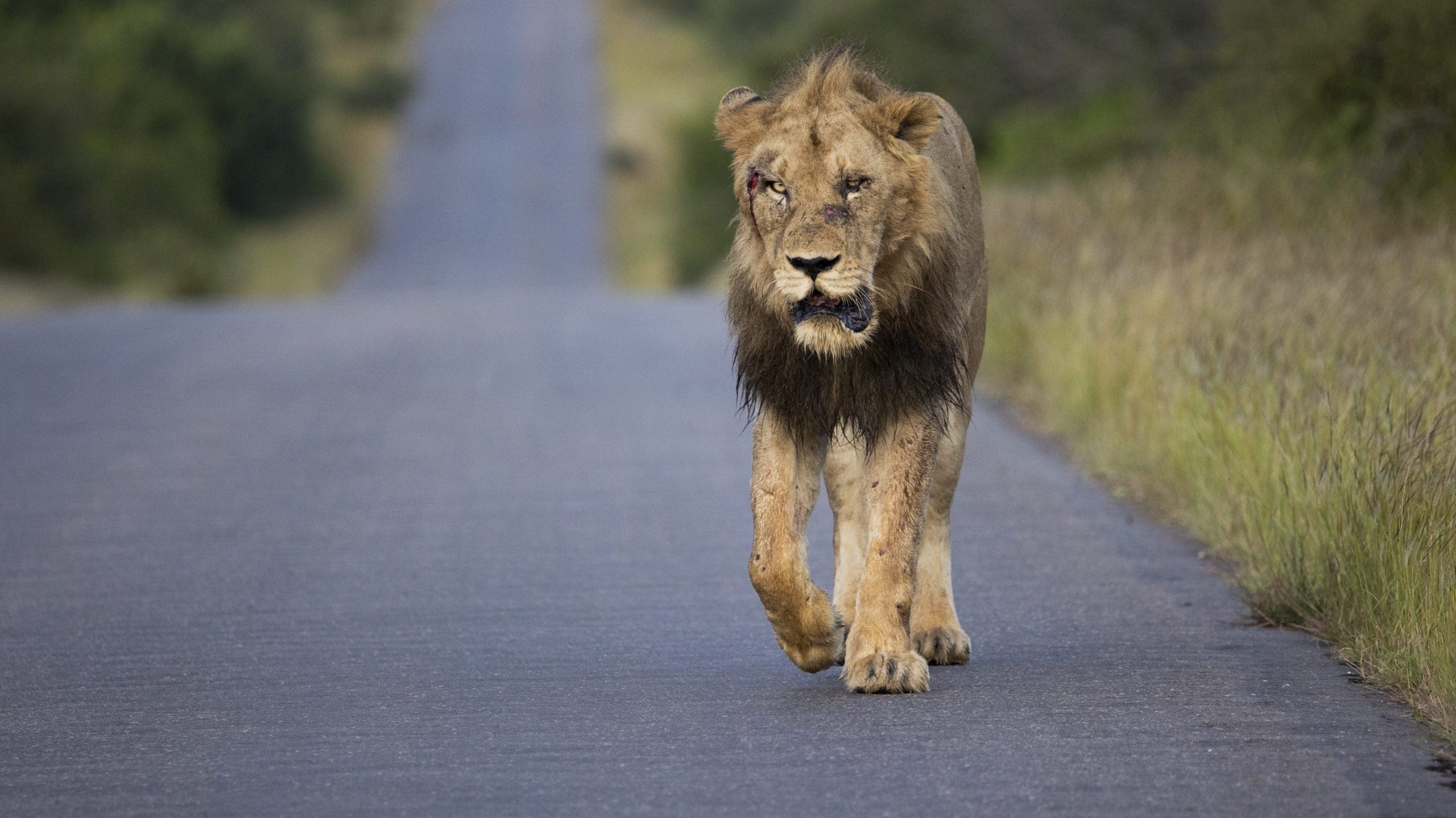 The Best Places To See Lions In Africa