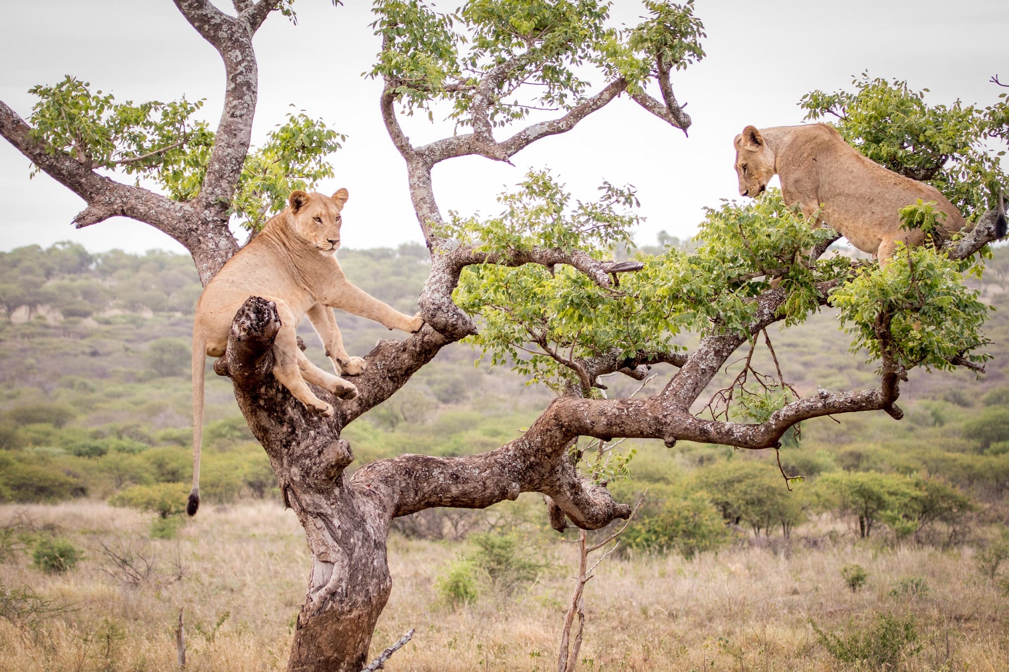 the tree climbing lions of Manyoni