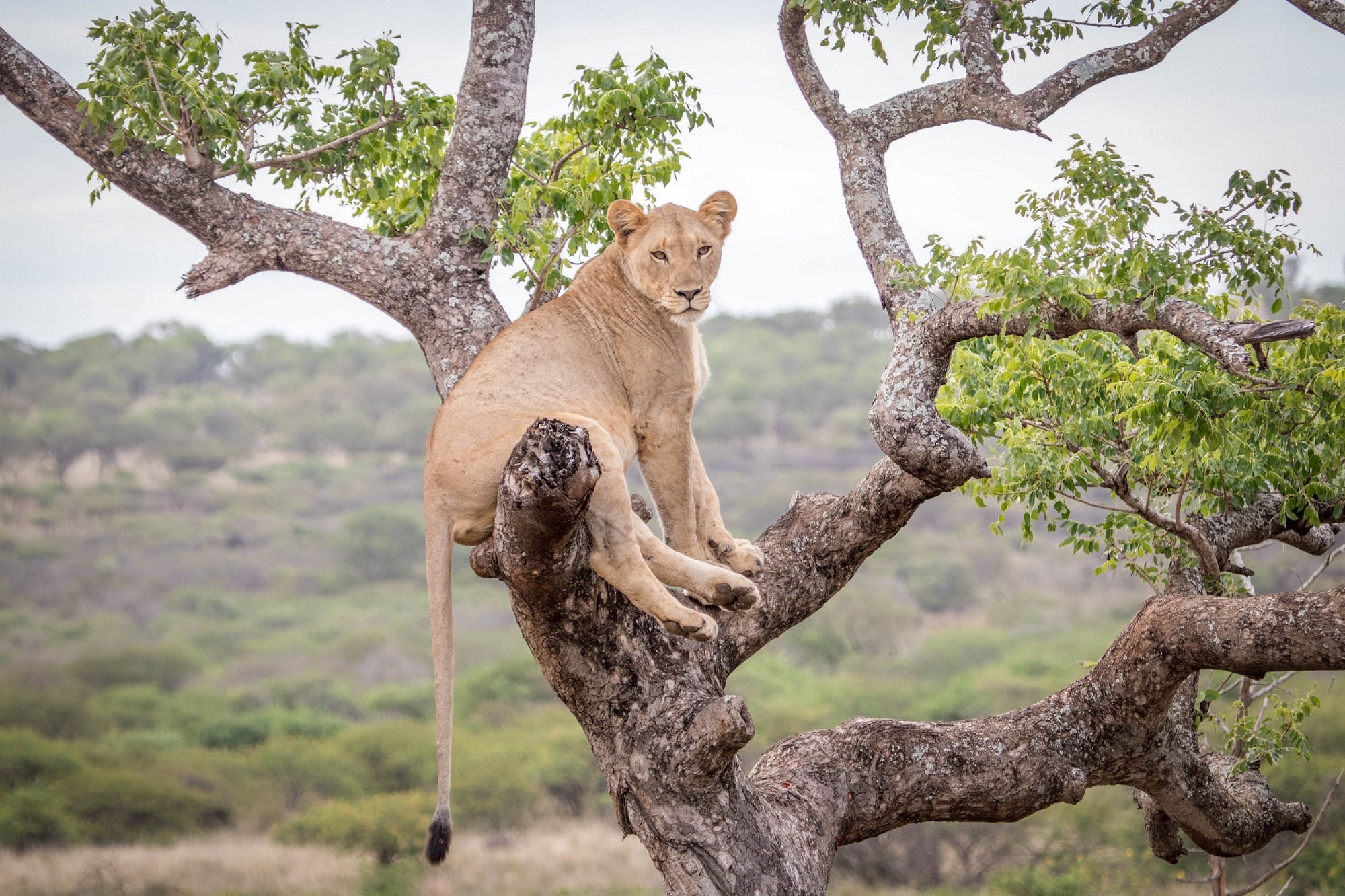 Meet the Tree Climbing Lions of Manyoni