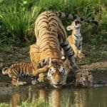 India Mourns The Loss Of Tiger Who Gave Birth To 29 Cubs