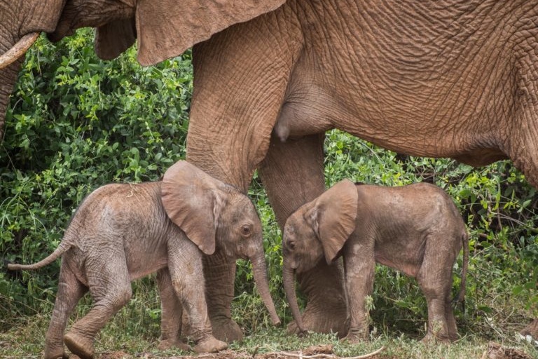 elephant gives birth to twins in Samburu Game Reserve, Kenya