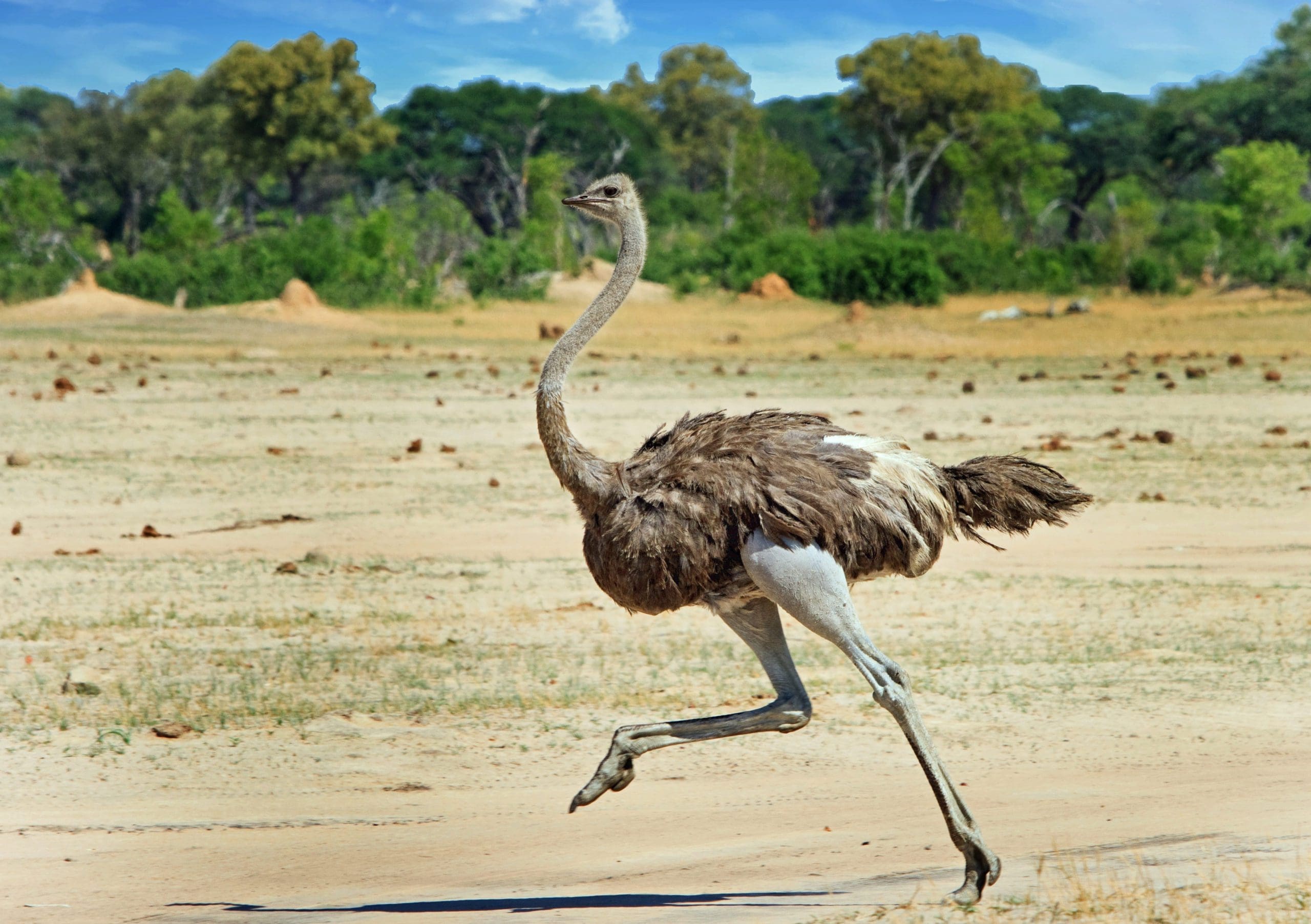12 of the most iconic birds in Africa