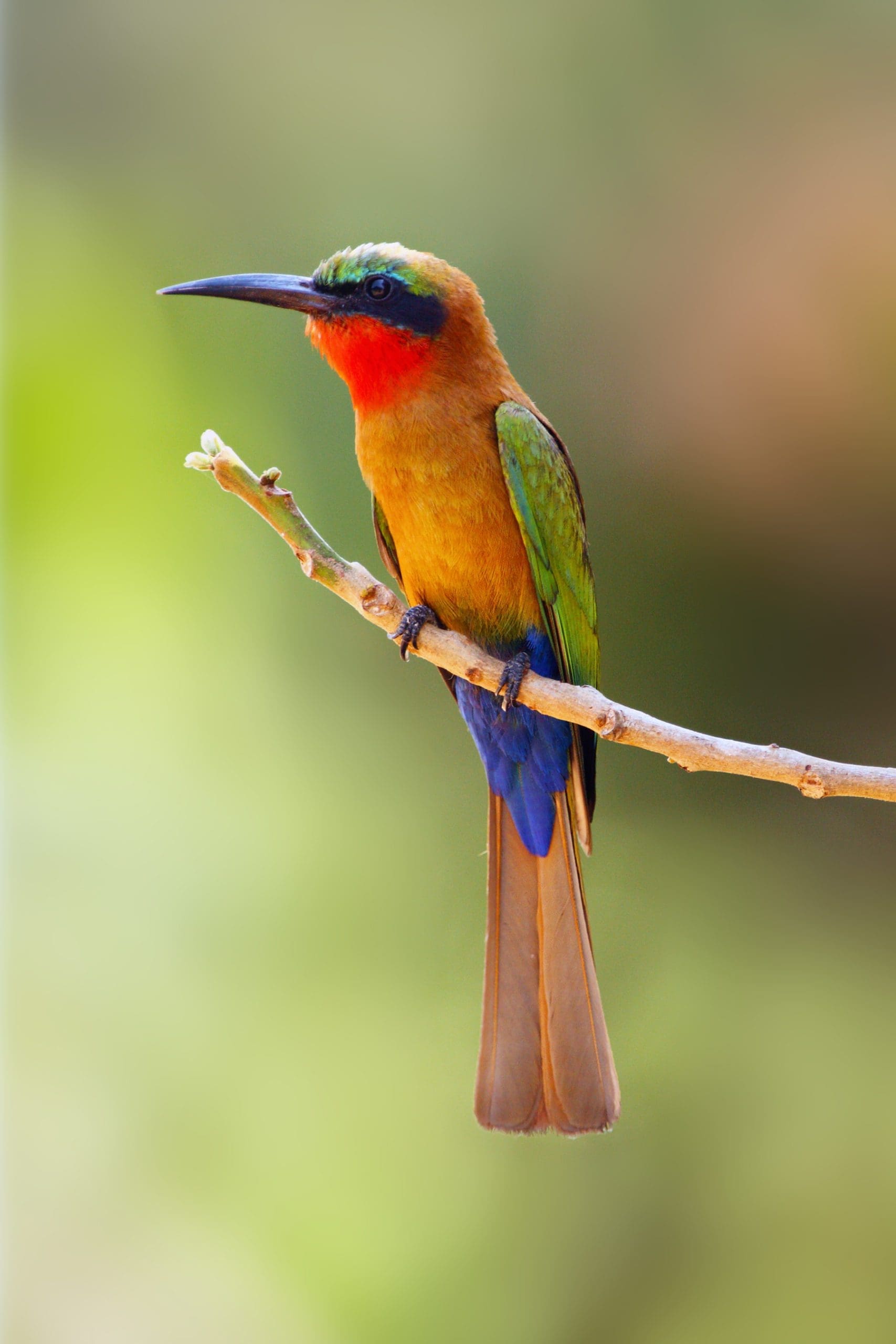 The most iconic birds of africa