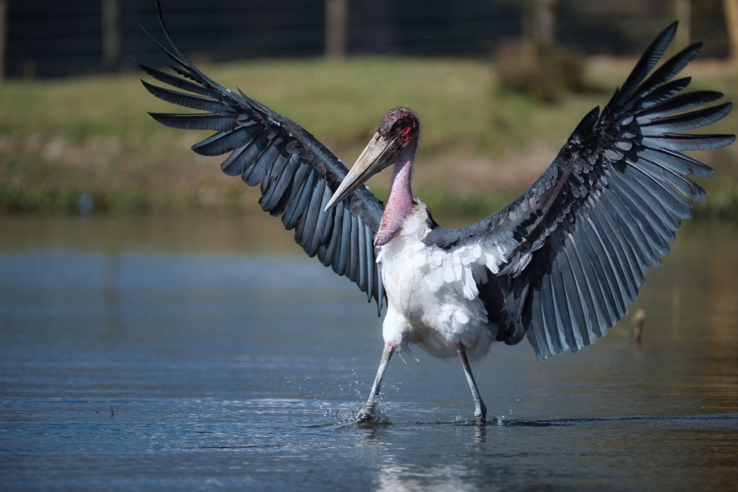 12 of the most iconic bird species in Africa