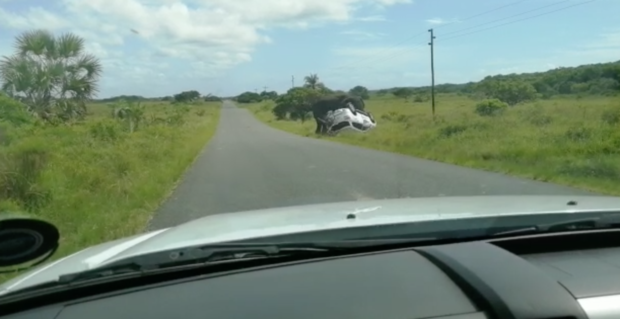 elephant flips vehicle, iSimangaliso Wetland Park, South Africa