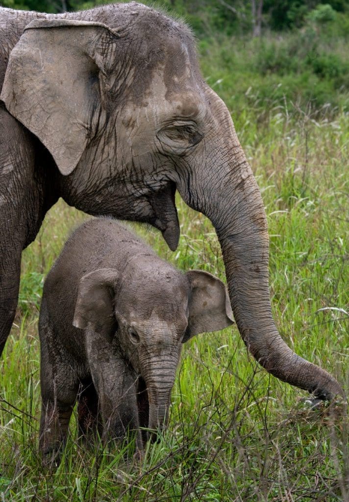 Where to Find The World's Most Endangered Animals | Wildest