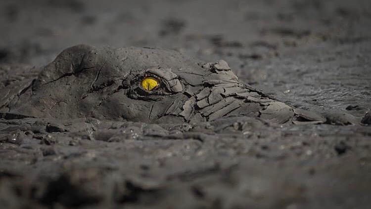 Nile crocodile submerged in mud, showing nothing but its eye
