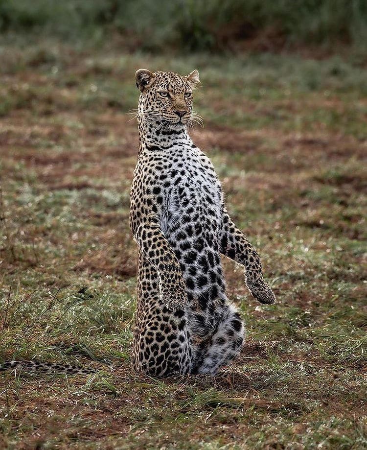 African leopard meerkat pose