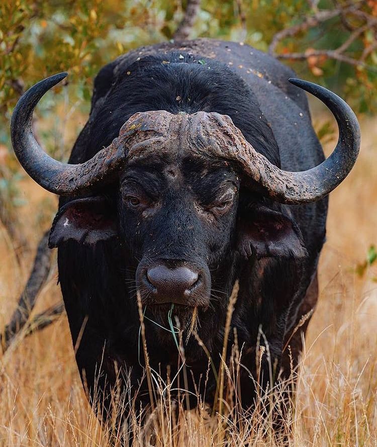 Cape buffalo bull