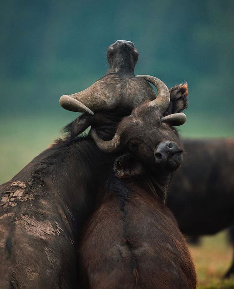 A pair of cape cape buffalo fighting with entangled horn