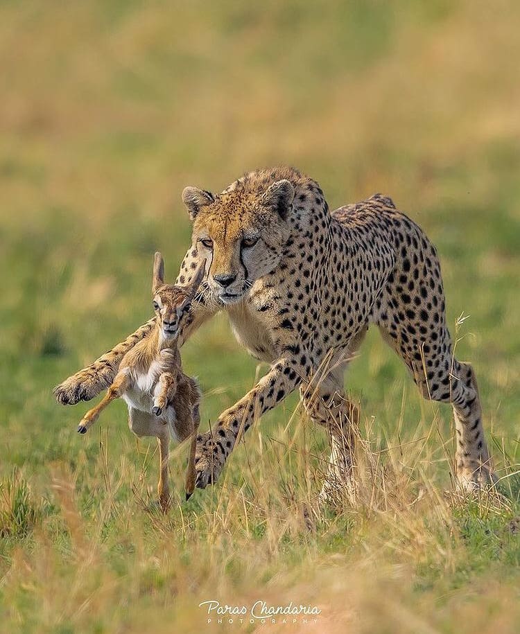 Cheetah hunting a gazelle in the Masai Mara