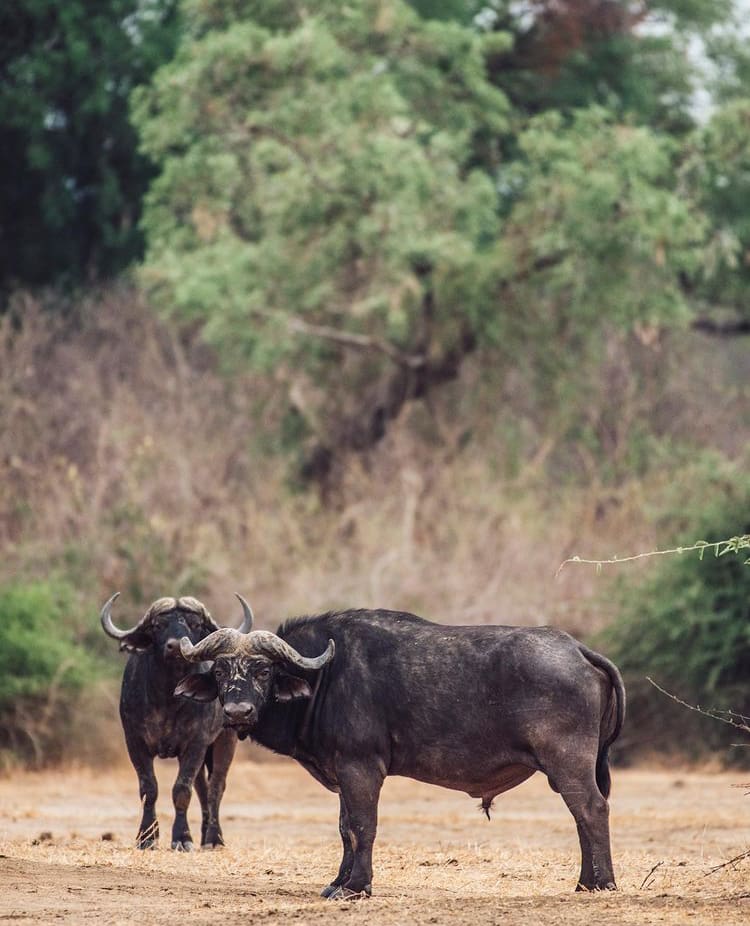 Cape buffalo looking ominously back at the photographer