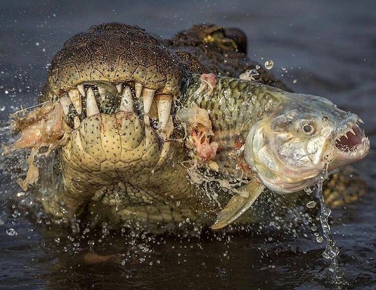 crocodile feeding on a tigerfish in the Zambezi River