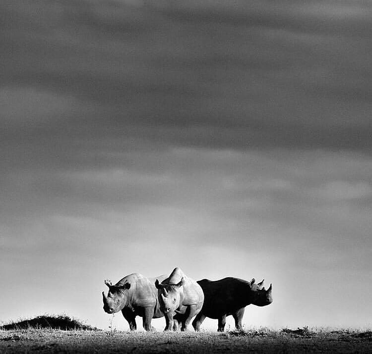 A group of black rhinos in Kenya