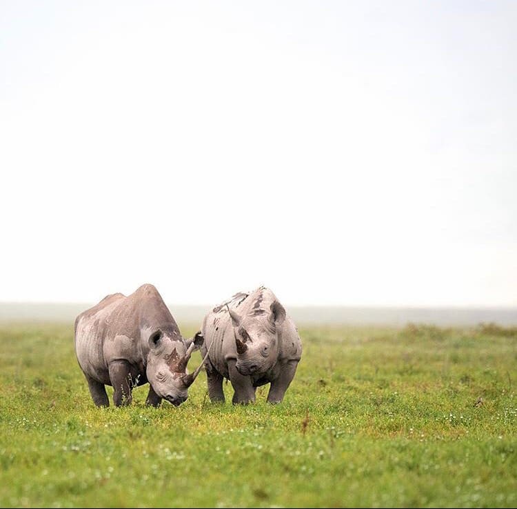 black rhinos in Ngorongoro Crater, Tanzania