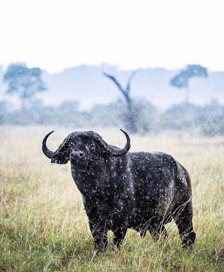 Cape buffalo in the savanna