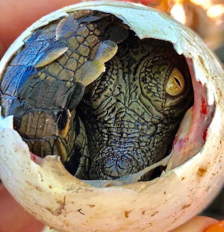 Nile crocodile inside its egg