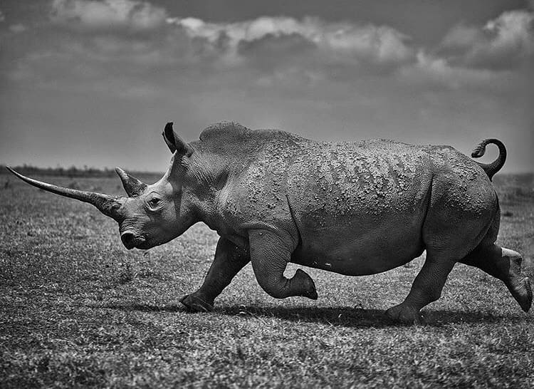 Get To Know The White Rhino