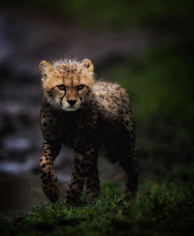 Muddy cheetah cub
