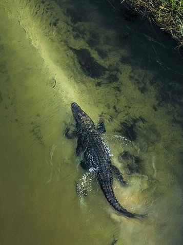 Nile crocodile in the Okavango Delta, Botswana