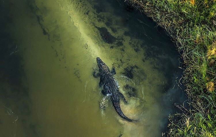 Nile crocodile in the Okavango Delta, Botswana