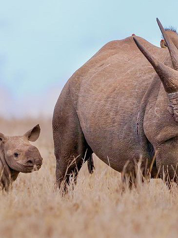 black rhino mother and calf