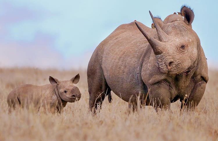 black rhino mother and calf