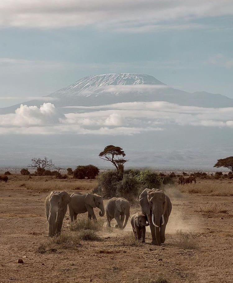 African savanna elephants infront of mount kilimanjaro