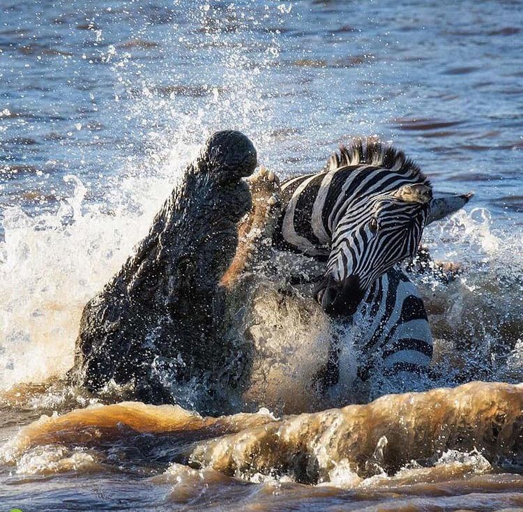 Huge Nile crocodile attacking a zebra in the Mara River