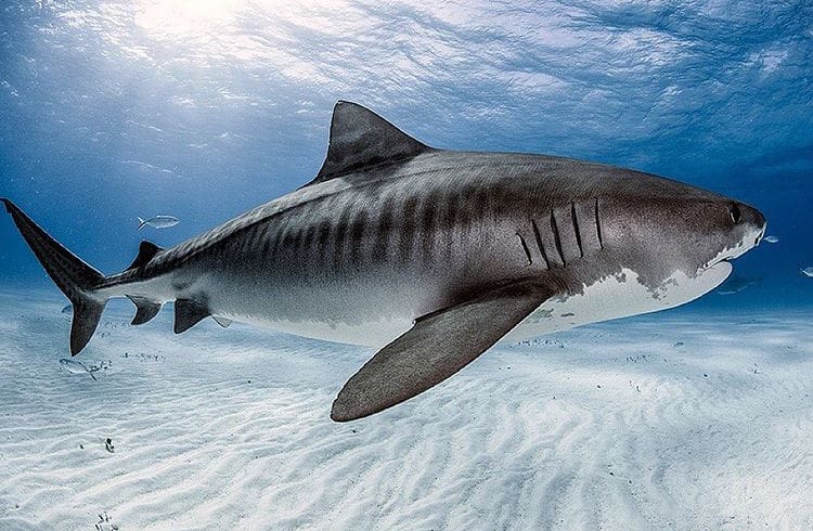 Get to know the Tiger Shark