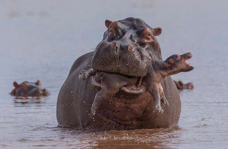 Large hippo committing infanticide