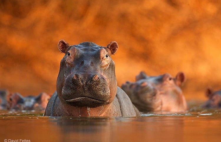 Get to know the hippo