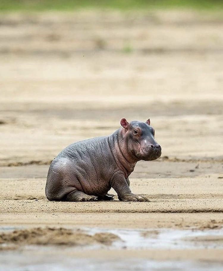 Baby hippo on the river bank