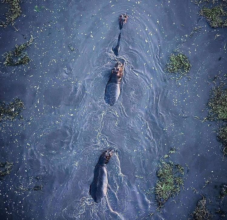 Hippos from above