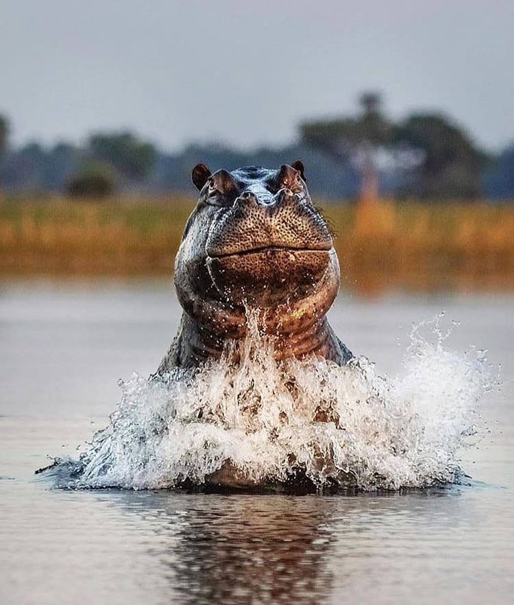 Large hippo jumping out the wate