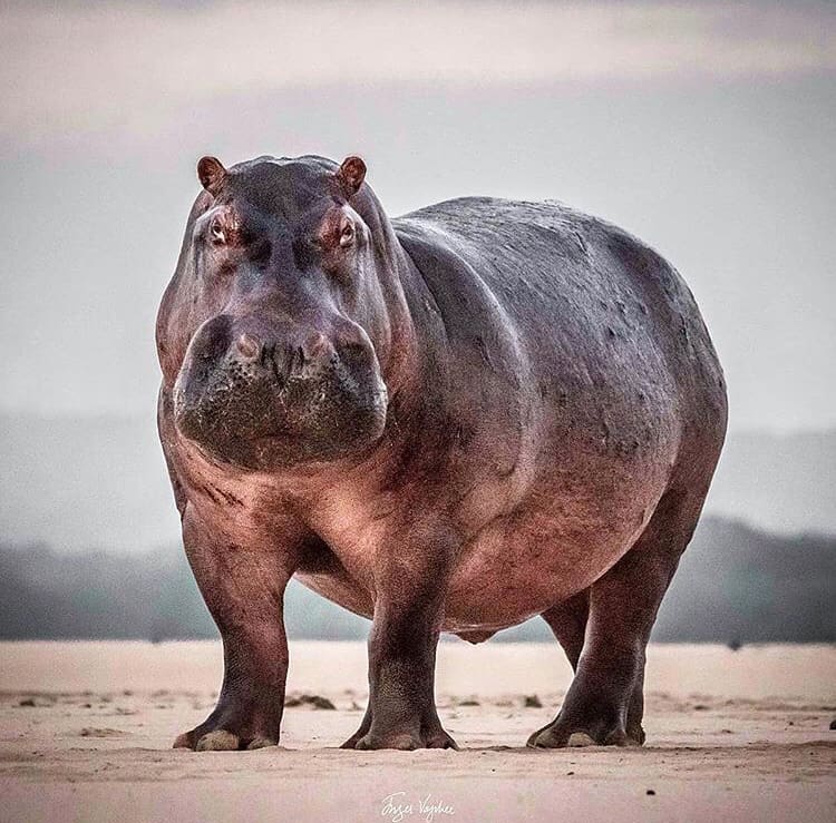 Hippo on the river bank