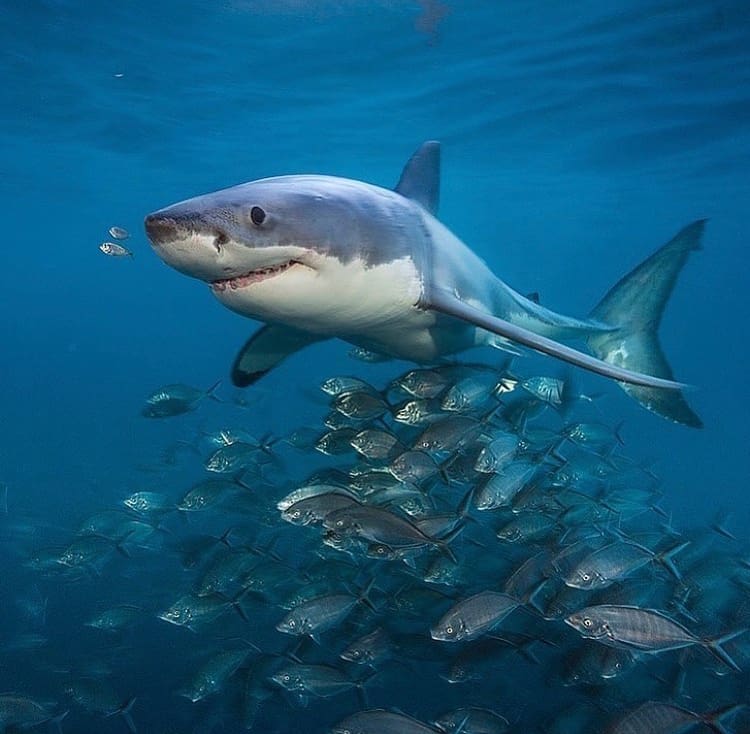 get to know the great white shark