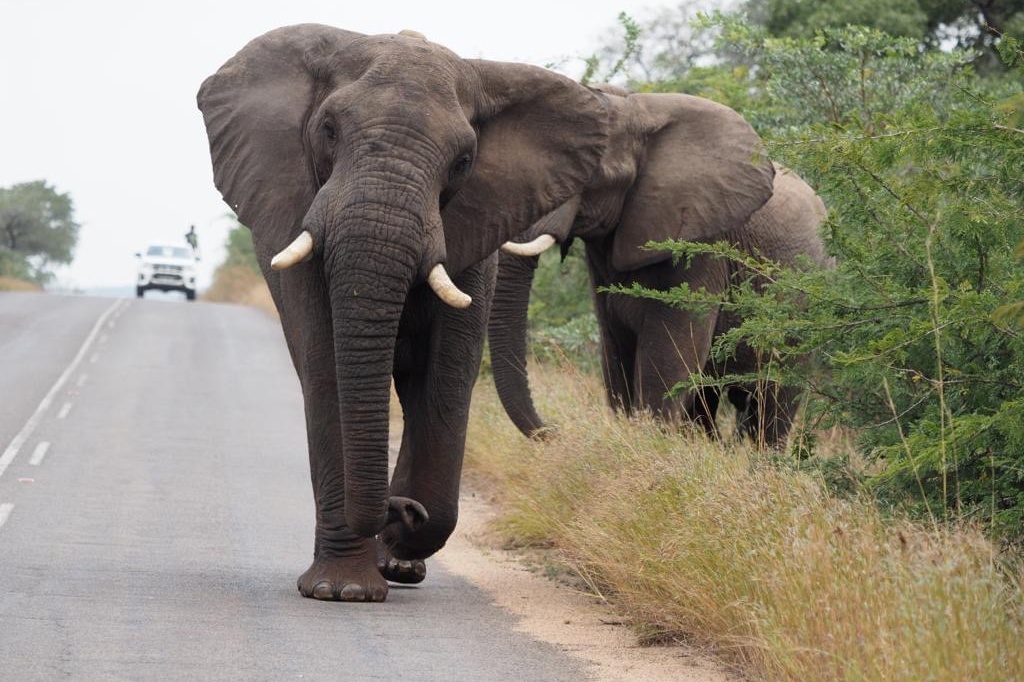 Trailblazers - 11 elephants walk across 3 countries to Kruger National Park