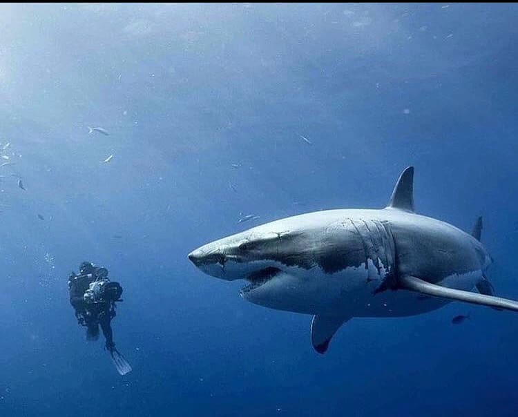 get to know the great white shark