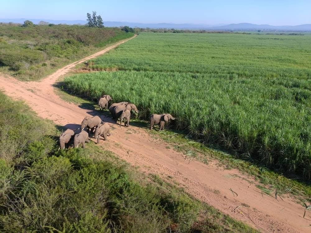 Elephants feeding on a sugar cane field in South Africa