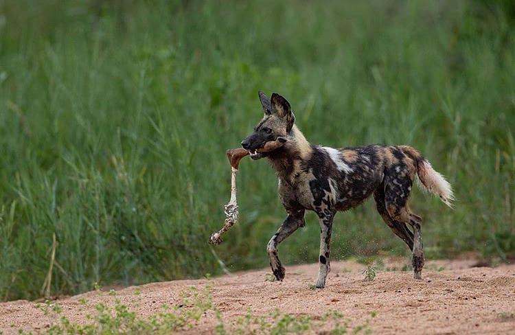 Painted dog feeding on an impala leg